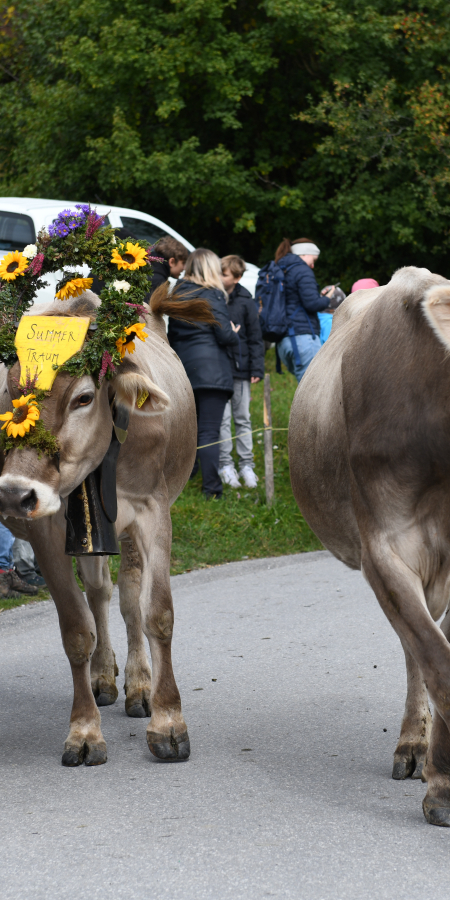 Alpabzug Prättigauer Alp Spektakel 2024 ©Johannes Baertsch